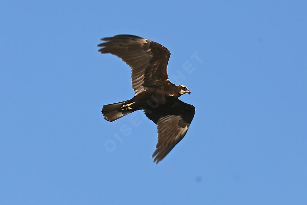 Western Marsh Harrier