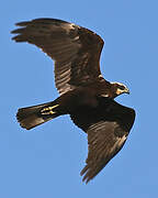 Western Marsh Harrier