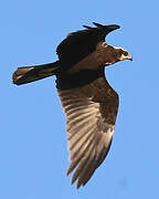 Western Marsh Harrier