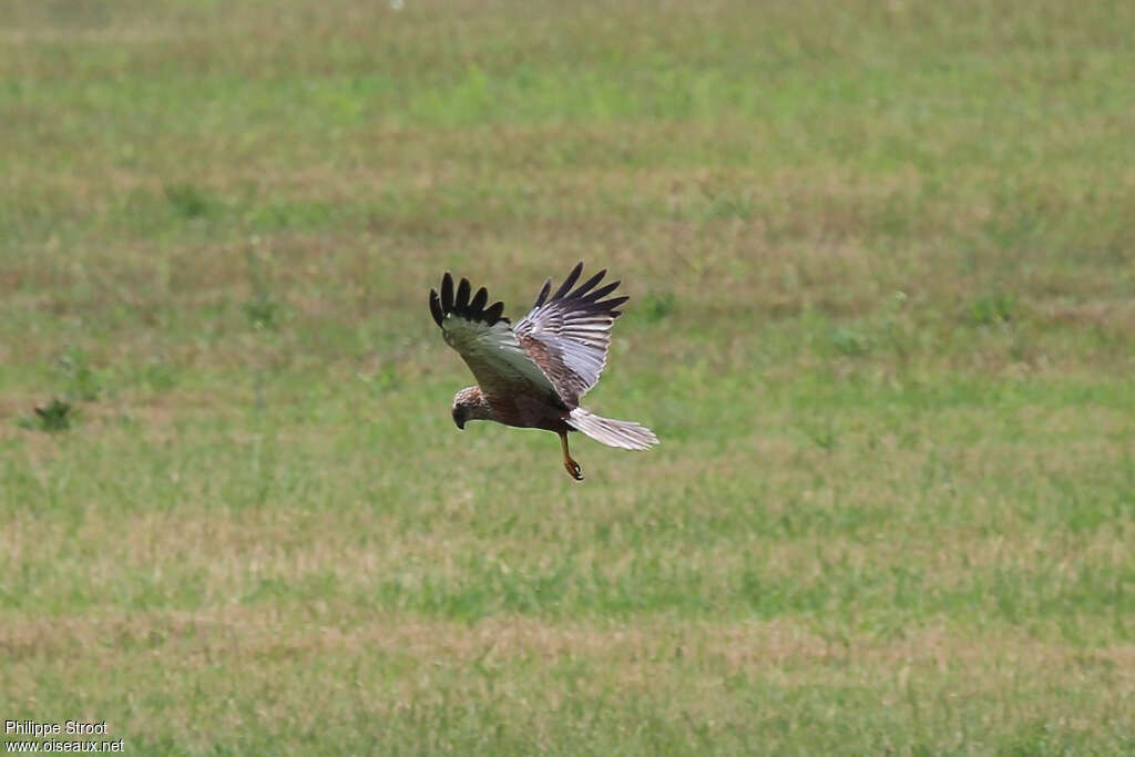 Western Marsh Harrier male adult, fishing/hunting