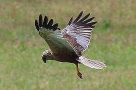 Western Marsh Harrier