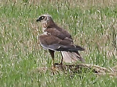 Western Marsh Harrier