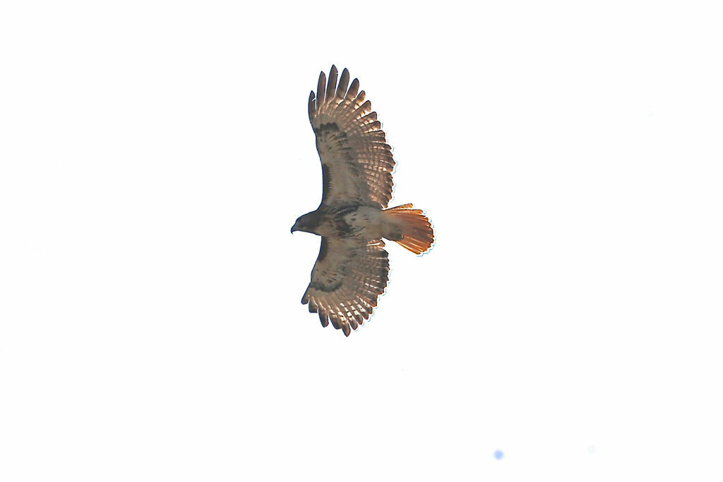 Red-tailed Hawk