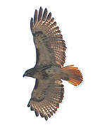 Red-tailed Hawk