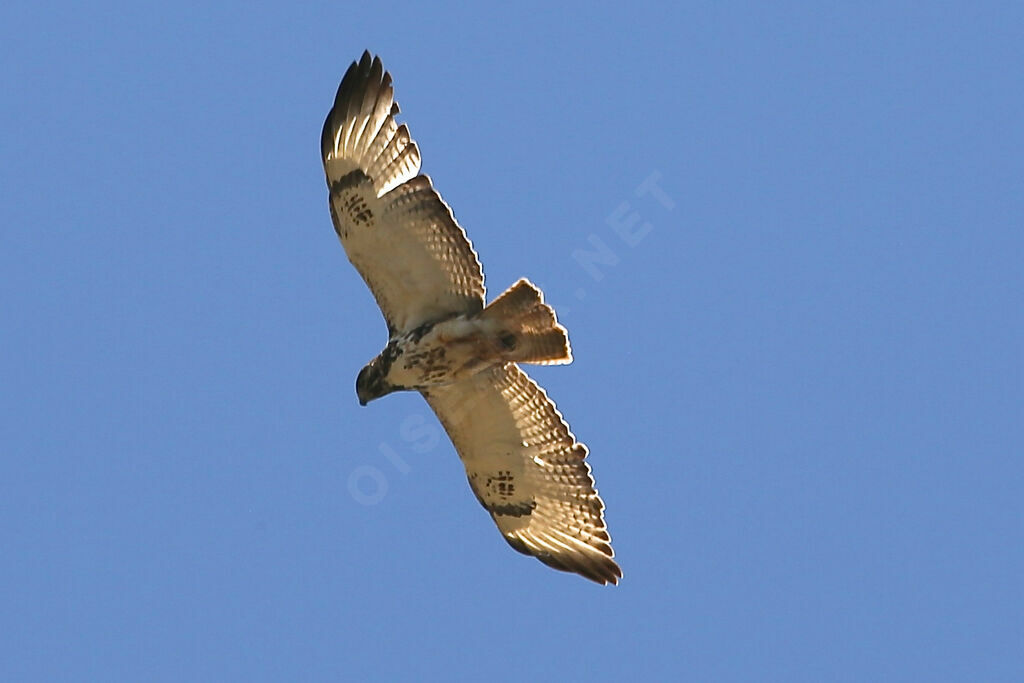 Augur Buzzard
