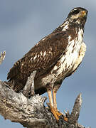 Cuban Black Hawk