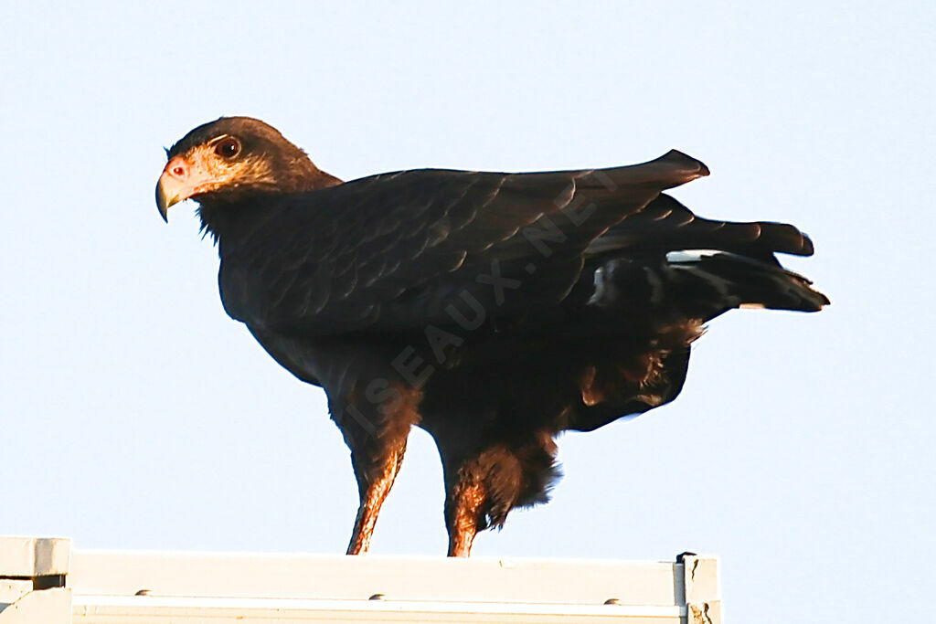 Cuban Black Hawk