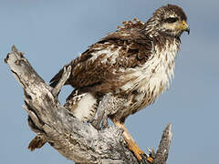 Cuban Black Hawk