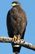 Cuban Black Hawk