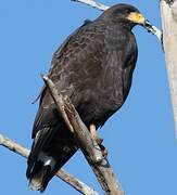 Cuban Black Hawk