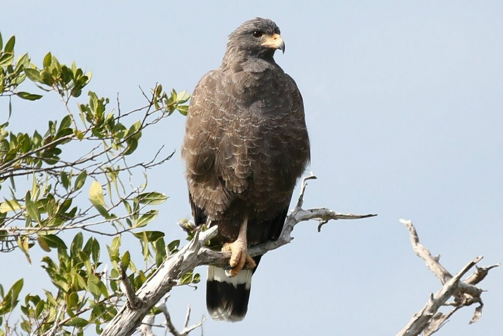 Cuban Black Hawk