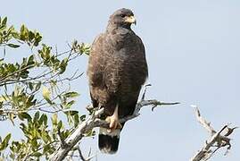 Cuban Black Hawk