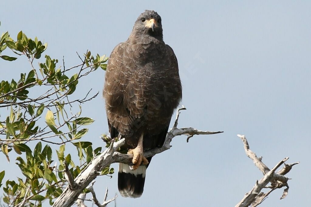 Cuban Black Hawk