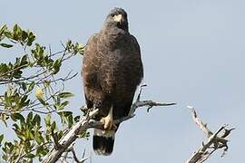 Cuban Black Hawk