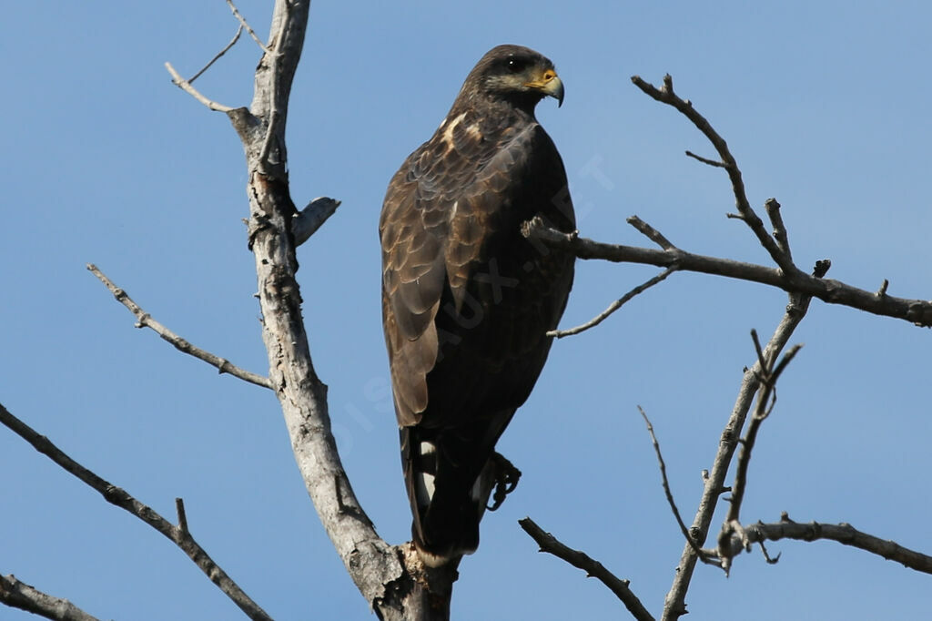 Cuban Black Hawk