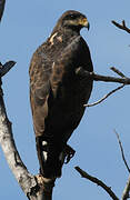 Cuban Black Hawk