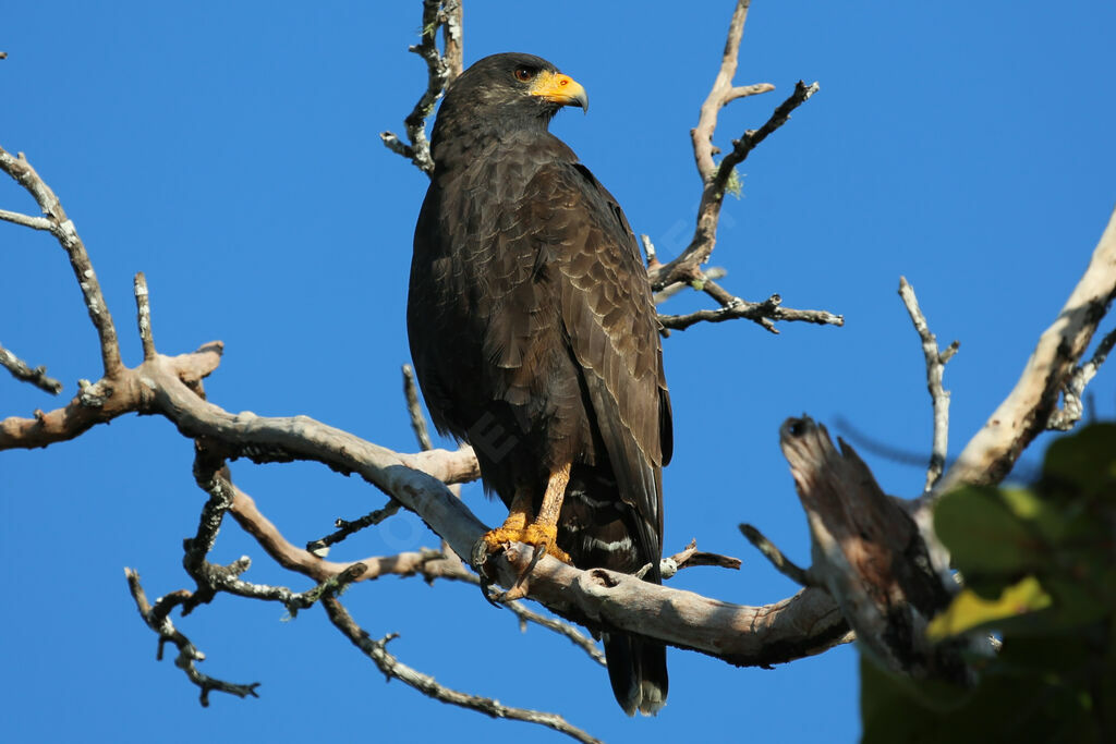 Cuban Black Hawk