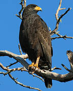 Cuban Black Hawk