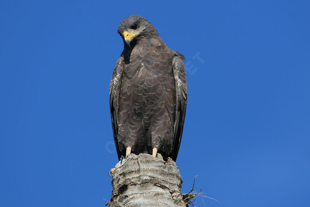 Cuban Black Hawk