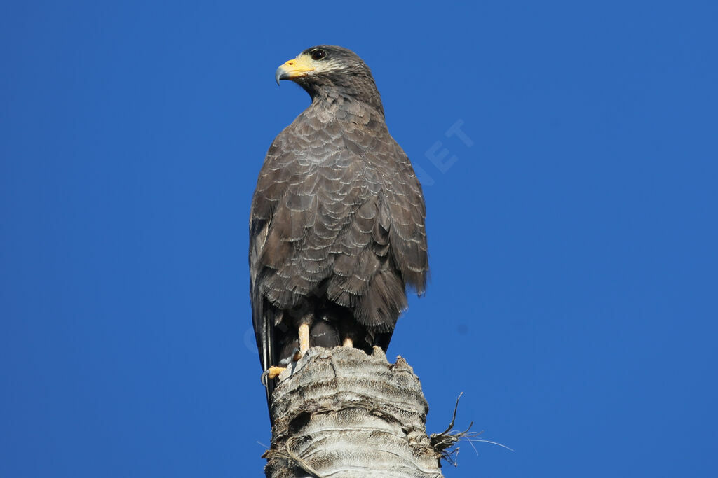 Cuban Black Hawk