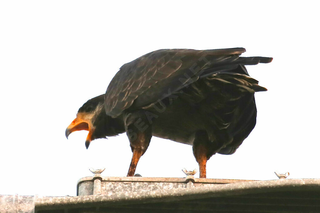 Cuban Black Hawk