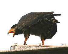 Cuban Black Hawk