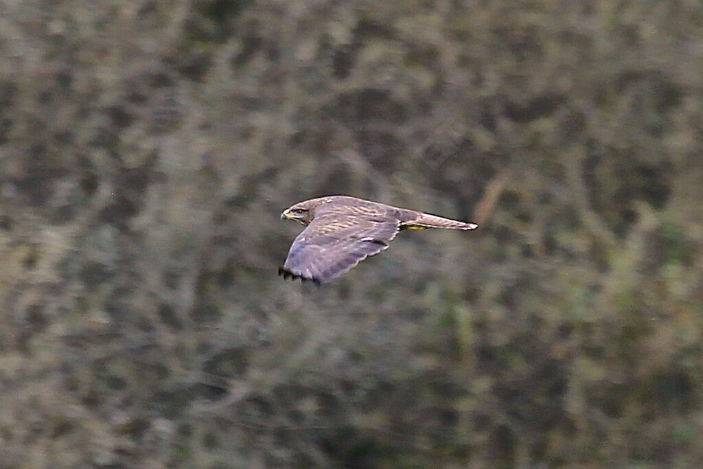 Buse variable