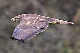 Common Buzzard