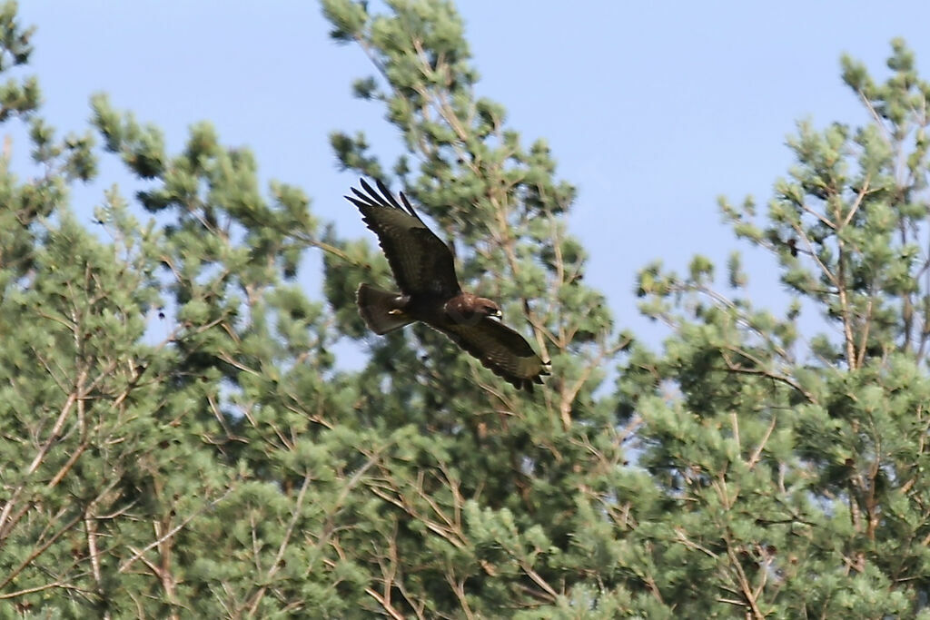 Common Buzzard