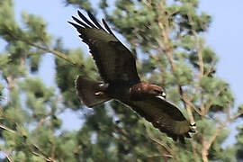 Common Buzzard