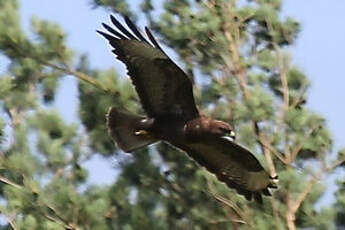 Buse variable