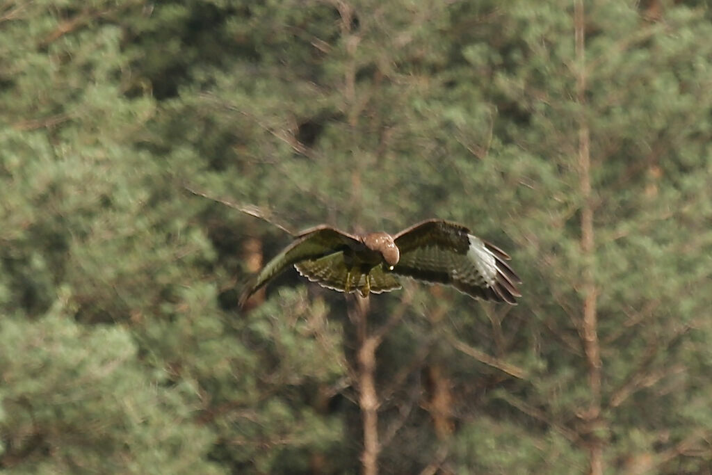 Common Buzzard