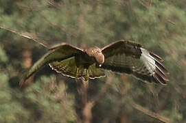 Buse variable