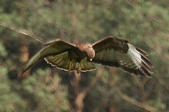 Buse variable