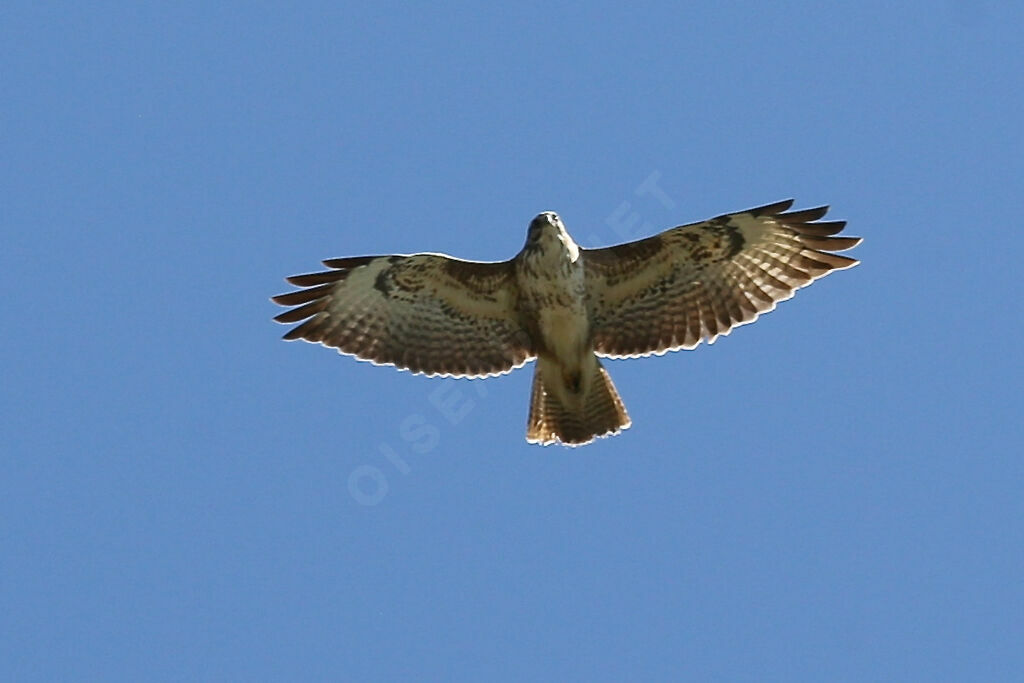 Buse variable