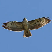 Common Buzzard