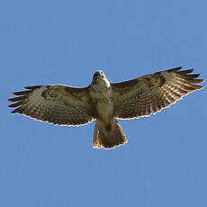 Buse variable