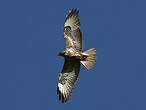 Buse variable