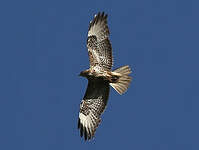 Buse variable
