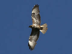 Buse variable