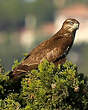 Buse variable