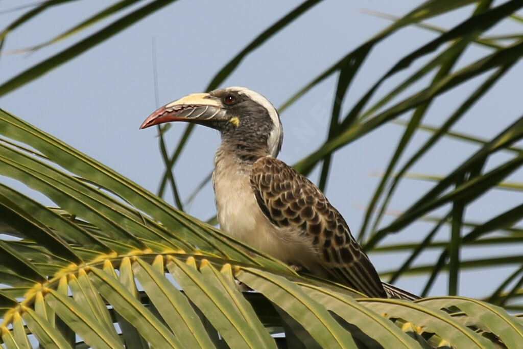 African Grey Hornbill