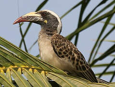 African Grey Hornbill