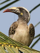 African Grey Hornbill