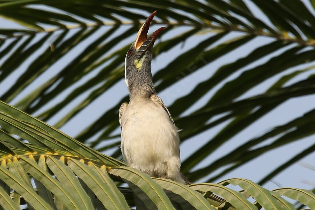 African Grey Hornbill