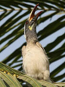 African Grey Hornbill