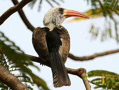 Northern Red-billed Hornbill