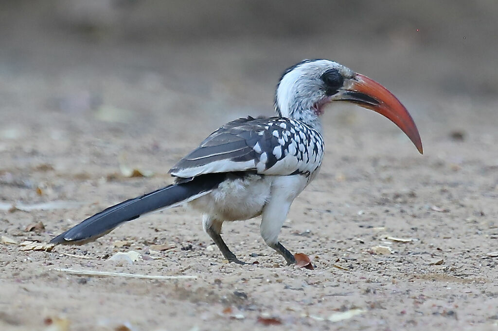 Northern Red-billed Hornbill