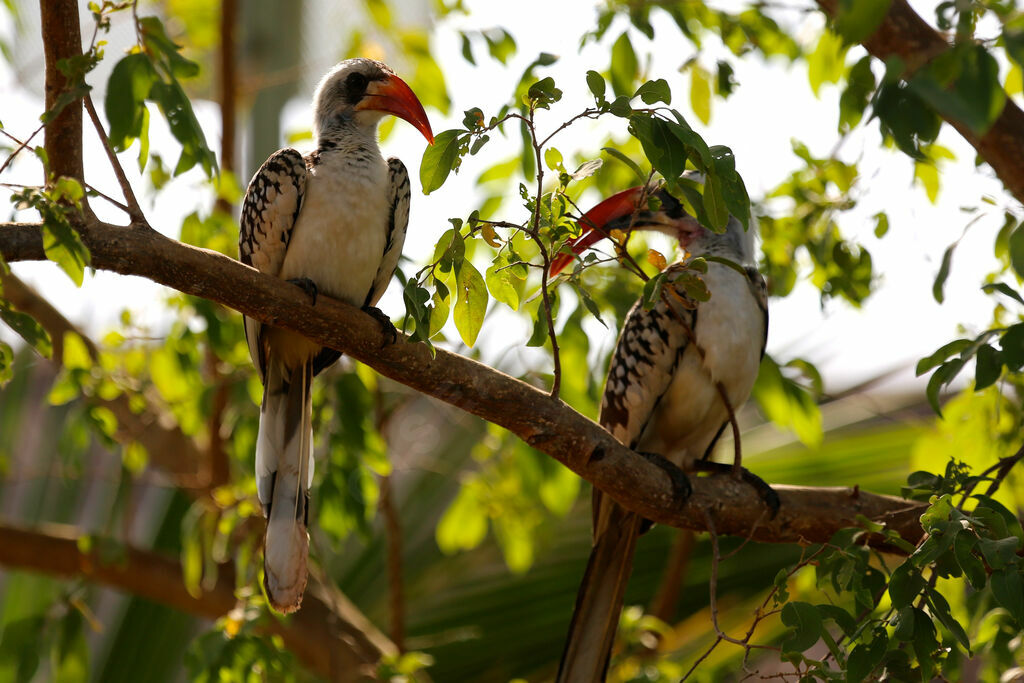 Northern Red-billed Hornbill