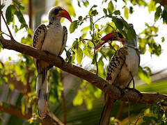 Northern Red-billed Hornbill